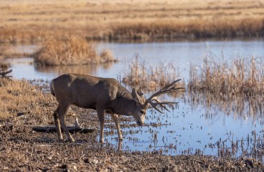 Colorado 'da sonbaharda tekdüze bir geyik.