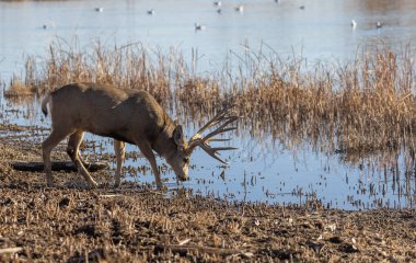 Colorado 'da sonbaharda tekdüze bir geyik.