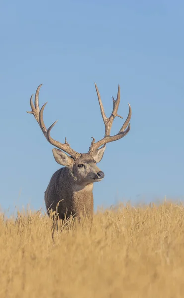 Ciervo Mula Buck Rutina Otoño Colorado —  Fotos de Stock