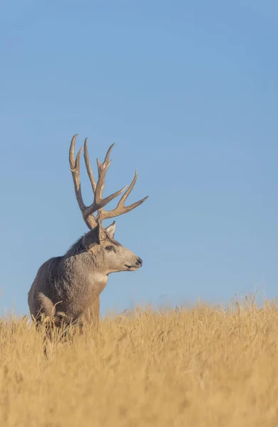 Ciervo Mula Buck Rutina Otoño Colorado — Foto de Stock