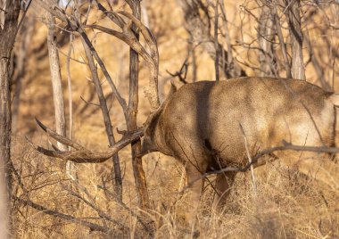 Sonbaharda Colorado 'da monoton bir geyikte geyik avı