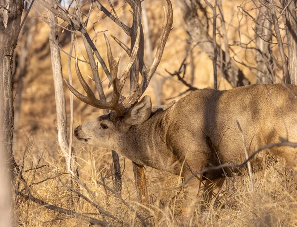 Een Muel Hertenbok Sleur Colorado Herfst — Stockfoto
