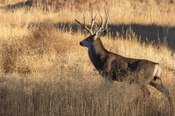 Een Muel Hertenbok Sleur Colorado Herfst — Stockfoto