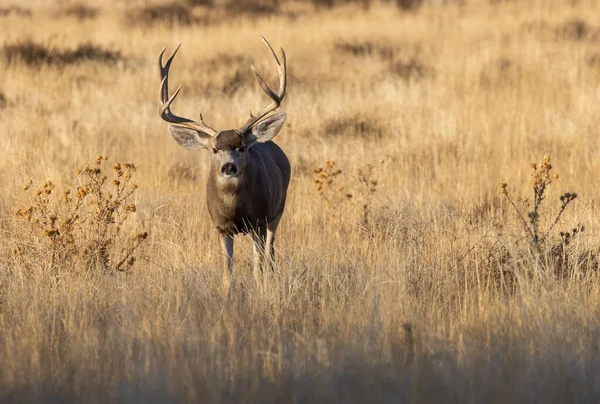 Cervo Muel Buck Nel Solco Colorado Autunno — Foto Stock