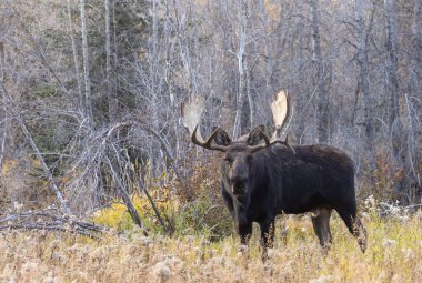 Grand Teton Ulusal Parkı 'nda sonbaharda Wyoming' de tekdüze bir geyik.