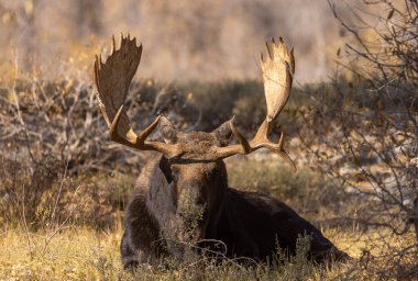 Grand Teton Ulusal Parkı 'nda sonbaharda bir geyik.