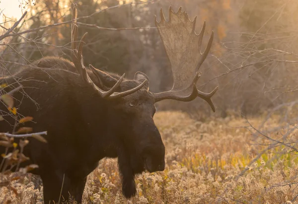 Bull Moose Grand Teton National Park Wyoming Autumn — Stock Photo, Image