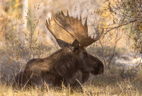 Een Stier Eland Grand Teton National Park Wyoming Herfst — Stockfoto