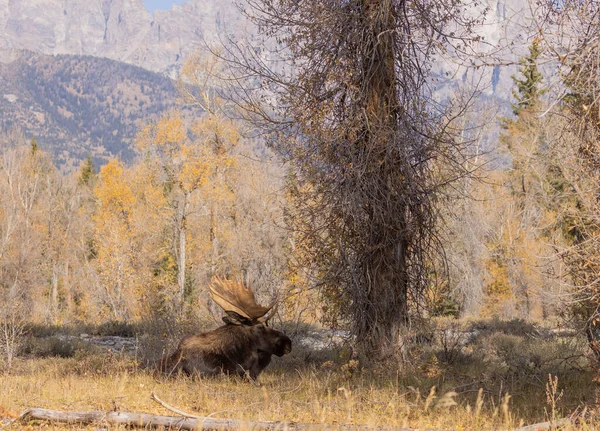 Ein Bullenelch Grand Teton National Park Wyoming Herbst — Stockfoto