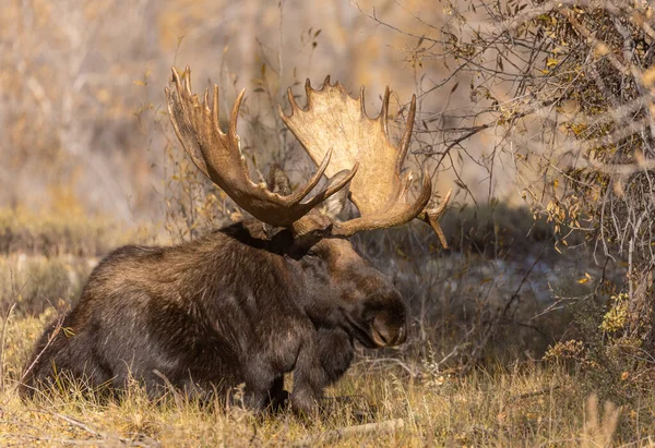 Een Stier Eland Grand Teton National Park Wyoming Herfst — Stockfoto