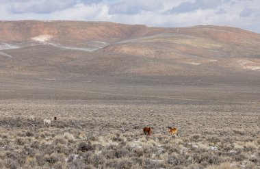Kışın Challis Idaho yakınlarındaki çölde vahşi atlar.