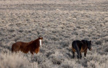 Kışın Challis Idaho yakınlarındaki çölde vahşi atlar.