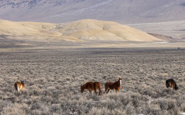 Kışın Challis Idaho yakınlarındaki çölde vahşi atlar.