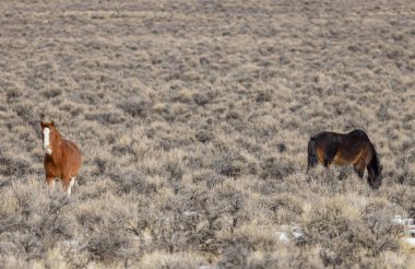 Kışın Challis Idaho yakınlarındaki çölde vahşi atlar.