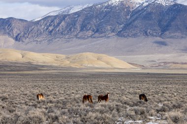 Kışın Challis Idaho yakınlarındaki çölde vahşi atlar.