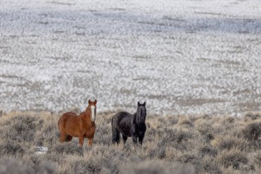Kışın Challis Idaho yakınlarındaki çölde vahşi atlar.