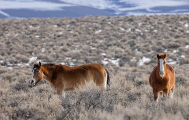 Kışın Challis Idaho yakınlarındaki çölde vahşi atlar.