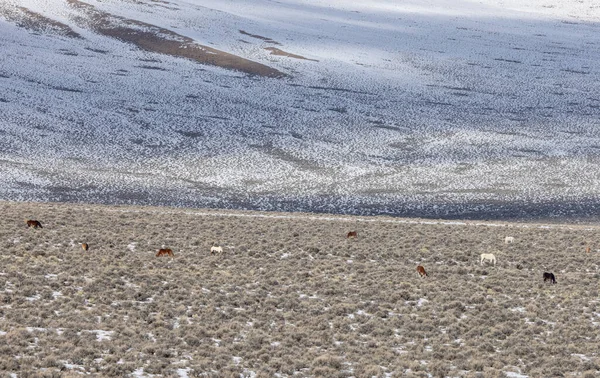 Дикие Лошади Пустыне Близ Чаллис Айдахо Зимой — стоковое фото
