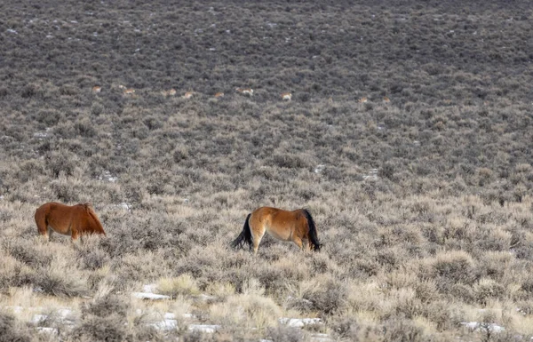 Άγρια Άλογα Στην Έρημο Κοντά Στο Challis Idaho Χειμώνα — Φωτογραφία Αρχείου