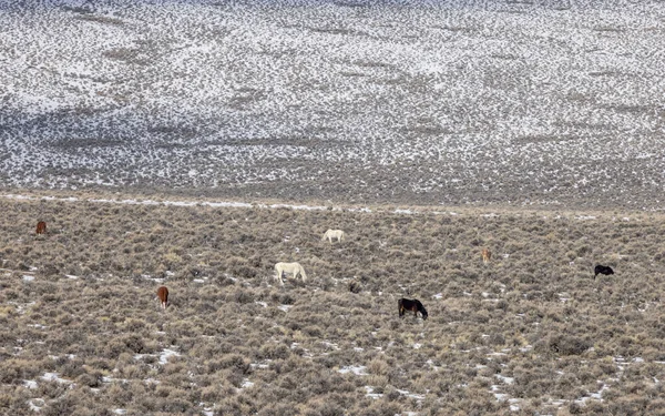 Cavalos Selvagens Deserto Perto Challis Idaho Inverno — Fotografia de Stock
