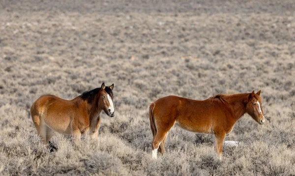 Chevaux Sauvages Dans Désert Près Challis Idaho Hiver — Photo