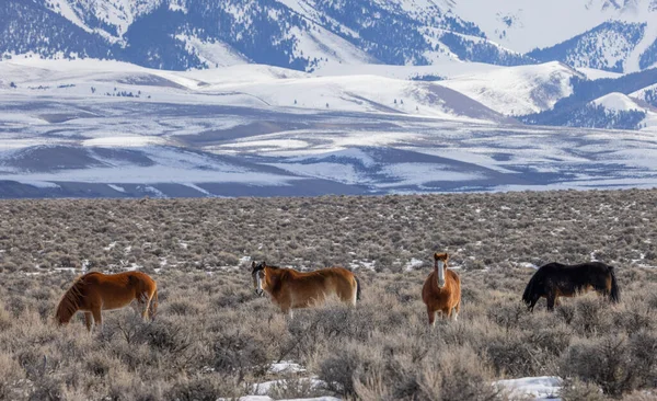 Kışın Challis Idaho Yakınlarındaki Çölde Vahşi Atlar — Stok fotoğraf