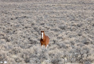 Kışın Challis Idaho yakınlarında çölde vahşi bir at.