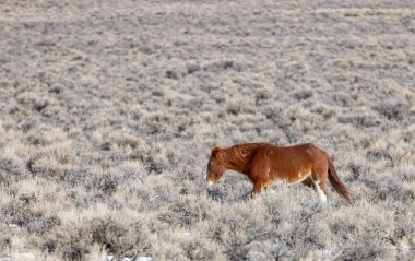 Kışın Challis Idaho yakınlarında çölde vahşi bir at.