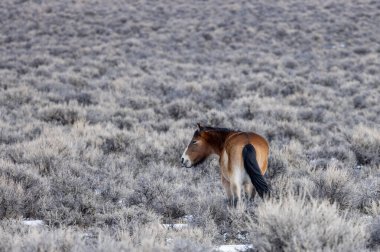 Kışın Challis Idaho yakınlarında çölde vahşi bir at.