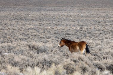 Kışın Challis Idaho yakınlarında çölde vahşi bir at.