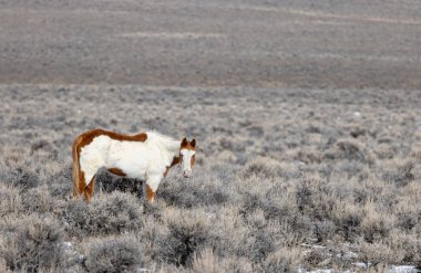 Kışın Challis Idaho yakınlarında çölde vahşi bir at.
