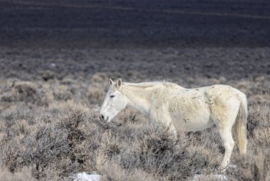 Kışın Challis Idaho yakınlarında çölde vahşi bir at.