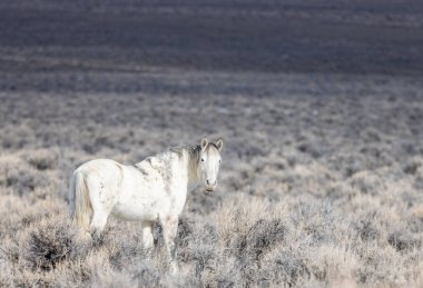 Kışın Challis Idaho yakınlarında çölde vahşi bir at.