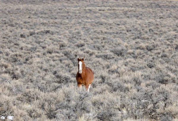 Kışın Challis Idaho yakınlarında çölde vahşi bir at.