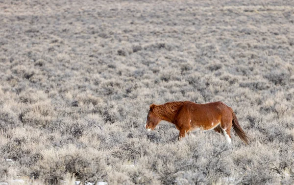 Kışın Challis Idaho yakınlarında çölde vahşi bir at.