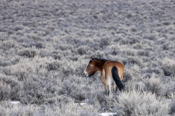 Kışın Challis Idaho yakınlarında çölde vahşi bir at.