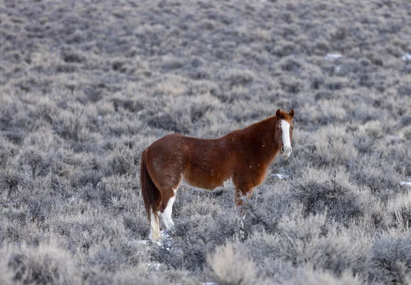 Kışın Challis Idaho yakınlarında çölde vahşi bir at.