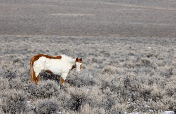 Kışın Challis Idaho yakınlarında çölde vahşi bir at.