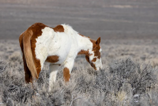 Kışın Challis Idaho yakınlarında çölde vahşi bir at.
