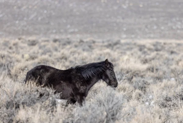 Cheval Sauvage Dans Désert Près Challis Idaho Hiver — Photo