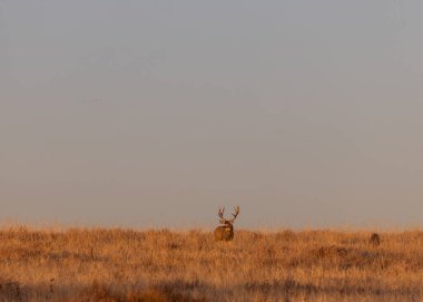Colorado 'da sonbaharda çiftleşen geyik ve geyik.