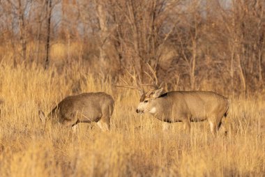 Colorado 'da sonbaharda çiftleşen geyik ve geyik.