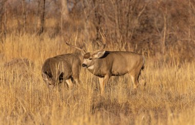 Colorado 'da sonbaharda çiftleşen geyik ve geyik.