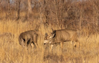 Colorado 'da sonbaharda çiftleşen geyik ve geyik.