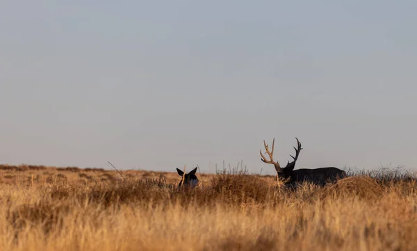 Een Ezel Hert Bok Doe Rutting Herfst Colorado — Stockfoto