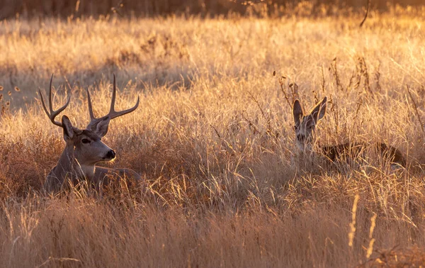 Een Ezel Hert Bok Doe Rutting Herfst Colorado — Stockfoto