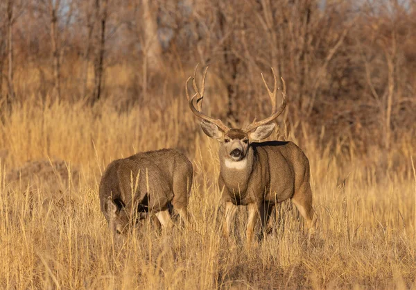 Mule Deer Buck Doe Rutting Autumn Colorado — Stock Photo, Image