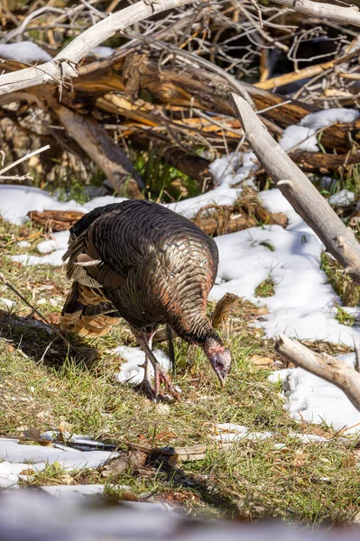 Male Wild Turkey Zion National Park Utah Winter — Stock Photo, Image