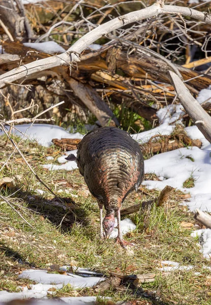 Male Wild Turkey Zion National Park Utah Winter — Stock Photo, Image