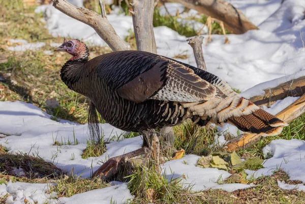 Male Wild Turkey Zion National Park Utah Winter — Stock Photo, Image